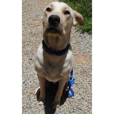 Please select petrescue id pet name group article. Malo - Medium Male Huntaway x Labrador Dog in WA - PetRescue