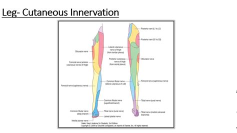 Lower Limb Cutaneous Innervation Of Leg