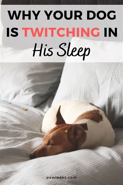 Dogs Barking And Growling In Sleep