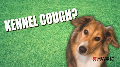 How Do You Treat Kennel Cough Sit Means Sit Dog Training Pueblo