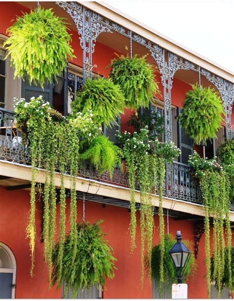 Estoy intentando identificar unas plantas colgantes que he visto en un balcon porque me han. Plantas Balcon Colgantes - Macetero De Hierro Para Jardin ...