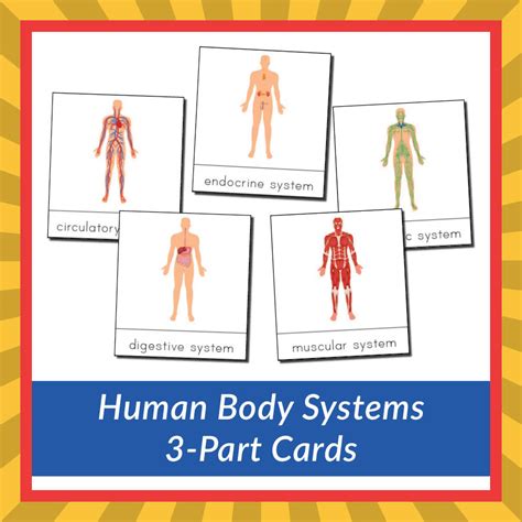Human Body Systems 3 Part Cards T Of Curiosity