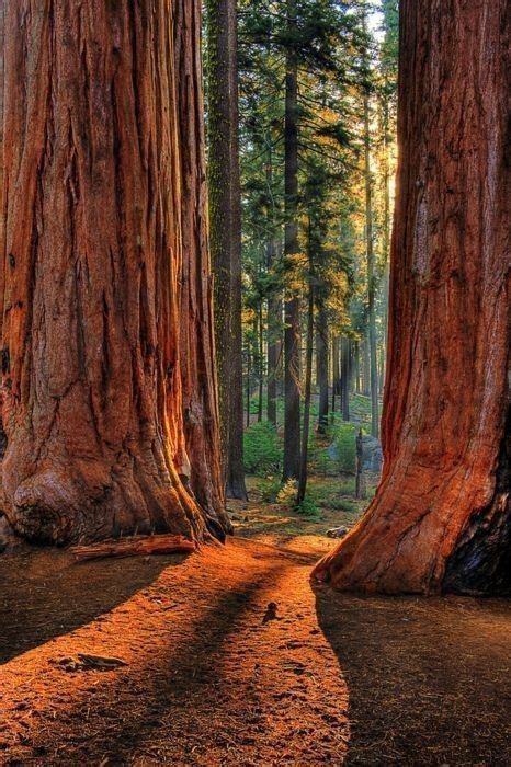 Giant Redwoods Northern California Usa Kings Canyon National Park