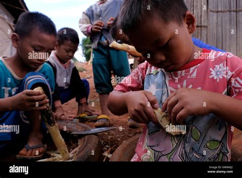 Les Enfants De La Tribu Hmong Jouant Avec La Lutte Contre Les Col Opt Res Rhinoc Ros Ou Ma Le