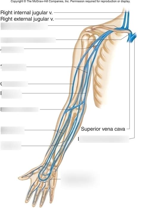 Veins Of The Arm Diagram Quizlet