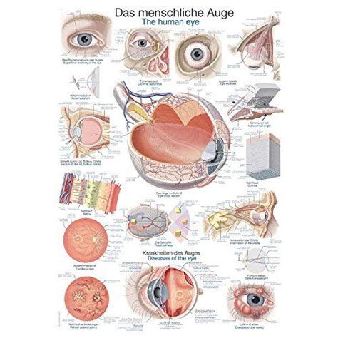 Das Menschliche Gehirn Lehrtafel Anatomie 50 X 67 Cm Poster Eur 975