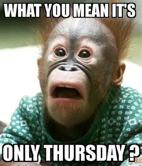 What You Mean It S Only Thursday Funny Monkey Thursday Myniceprofile Com