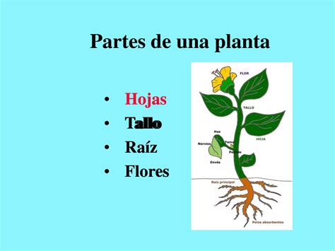 La Clase De Ana Partes De Una Planta