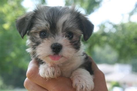 Pure snow white from birth (no color allowed on any part of the dog including ears). Havanese Dog Info, Temperament, Puppies, Pictures