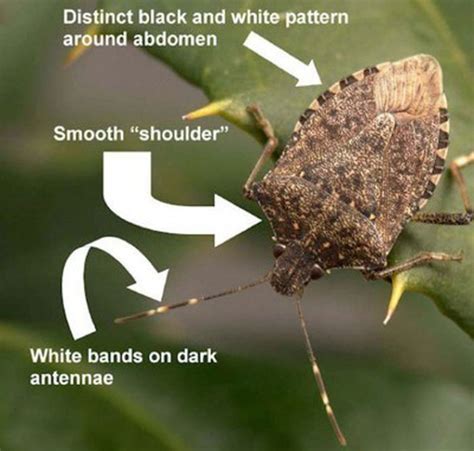 The Stink Bug Invasion And What It Means For You Your Home And Farmers