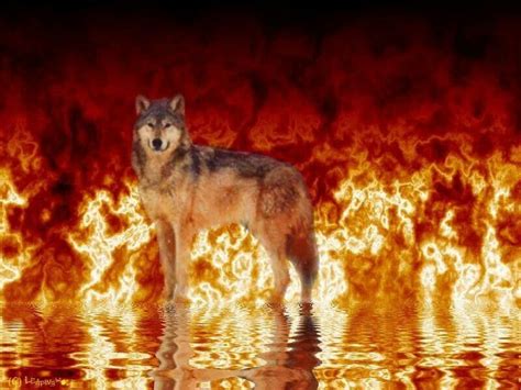 Wolf In Fire Spirited Art Wolf Spirit Cool Art