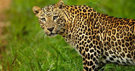 As Indias Leopard Population Rises By 60 In Four Years Experts Say