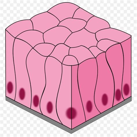 Drawing Of Simple Columnar Epithelium