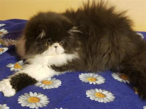 2 months old have all shots and documents. Persian Kitten for Sale in Chicago, Illinois Classified ...