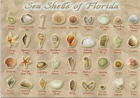 Printable Seashell Identification Chart Florida