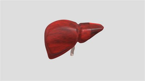 Human Liver Download Free 3d Model By Vikrama Raghuraman