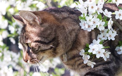 25 Spring Wallpaper With Cats