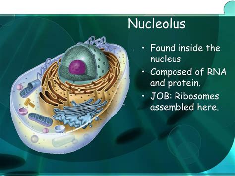 Check spelling or type a new query. PPT - Cell Structure and Function PowerPoint Presentation ...
