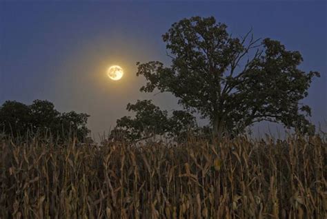 Howling At The Harvest Moon Beautiful