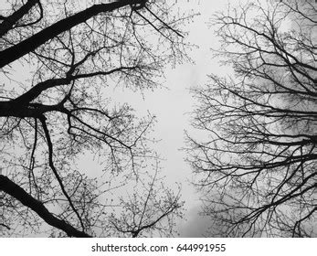 Naked Branches Facing Each Other Stock Photo Edit Now