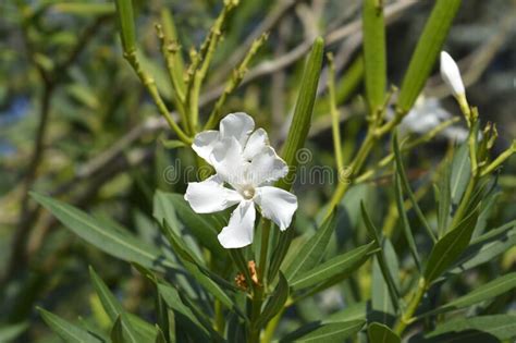 Common Oleander Stock Image Image Of Outdoors Common 237724021