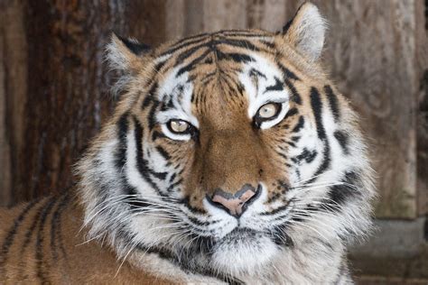 Accurate content you can trust, spreading knowledge on the animal kingdom, and giving back. Coronavirus : Un tigre d'un zoo a attrapé le virus à cause ...