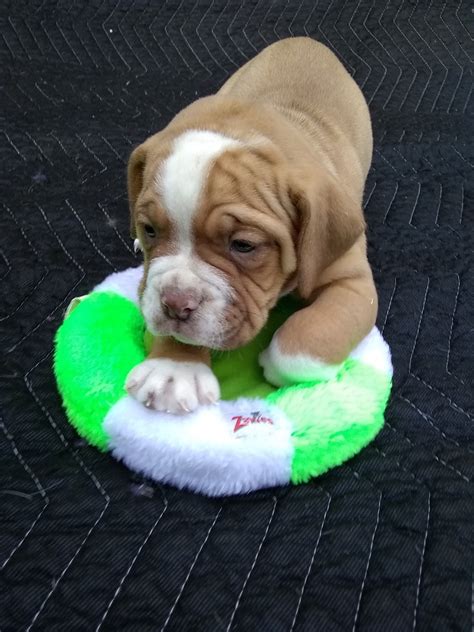 These boxer puppies located in north carolina come from different cities, including, raleigh, four oaks. Valley Bulldog Puppies For Sale | Zebulon, NC #289133