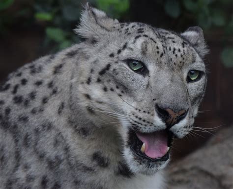 May 2021 Big Cat Country Snow Leopard Panthera Uncia Zoochat