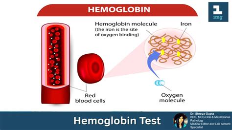 A hemoglobin level that is less than 6.5 gm/dl is very dangerously low. Importance Of Hemoglobin Test: All You Need To Know - 1mg ...