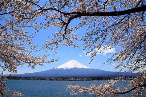 Mt Fuji Lake Spring Blossoms Japan Mountain Hd Wallpaper Pxfuel