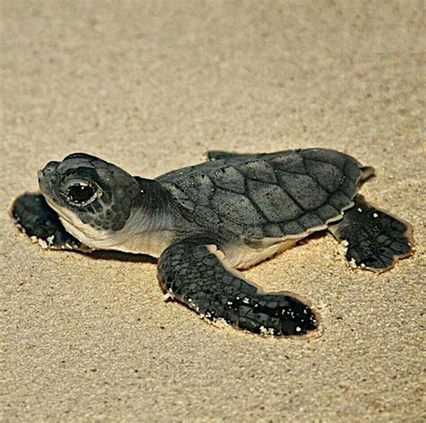 Best Photos Images And Pictures Gallery About Baby Sea Turtle Sea