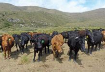 South african president cyril ramaphosa urged citizens to remain careful and adapt to measures necessary to limit the spread of the coronavirus pandemic as confirmed infections in the country. Ankole Longhorn: Cyril Ramaphosa's passion and pride