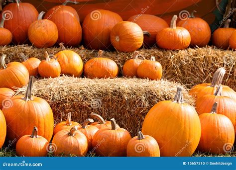 Autumn Harvest Stock Photo Image Of Farm Stem October 15657310