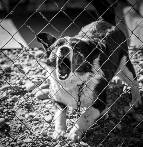 Angry Dog Behind A Fence Stock Image Colourbox
