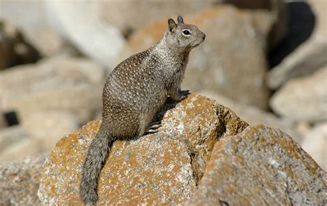 How To Get Rid Of Ground Squirrels In Your Yard 2021 Guide