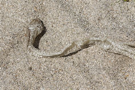 These large snakes, found through the southern and eastern united states what you need to know about copperhead snakes. _92W3706 Shed snake skin | Flickr - Photo Sharing!