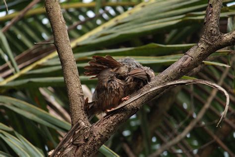 A Bird Sitting On A Tree Pixahive