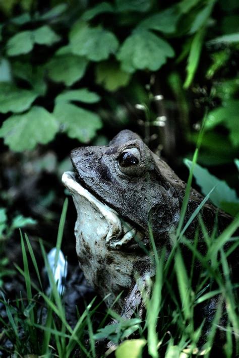 Free Frog In The Grass Stock Photo