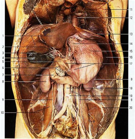 Dissection of the digestive system of the cat. Abdominal dissection with the small intestine (jejunum and ...
