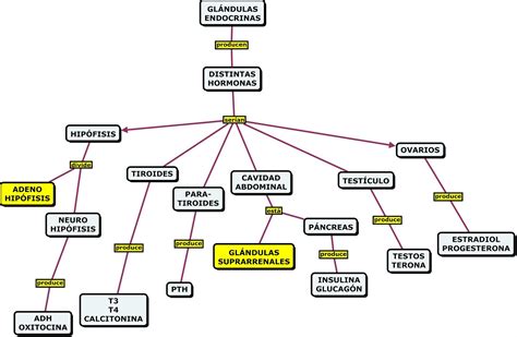 El Sistema Endocrino Mapa Conceptual Images And Photos Finder Images