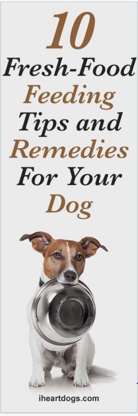 10 Fresh Food Feeding Tips And Remedies For Your Dog With Images