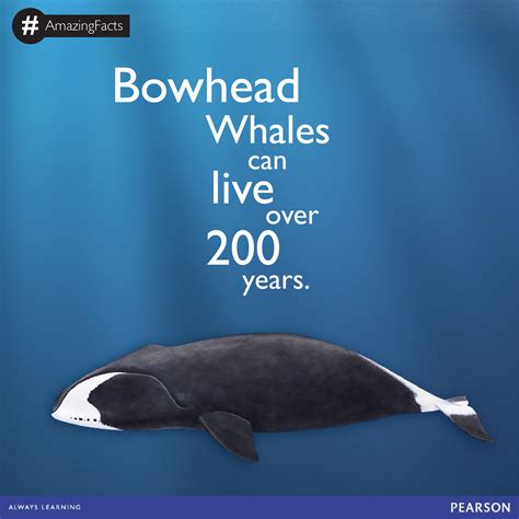 Bowhead Whales Which Can Grow To About 60 Feet Long And Weigh 60 Tons