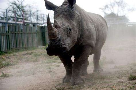 South Africa Rhino Poaching At New Record Levels