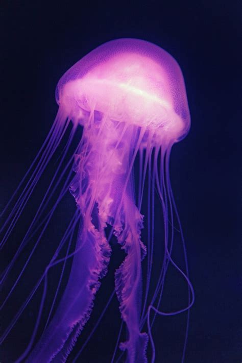 9 Fascinating Facts To Learn For National Jellyfish Day Peta