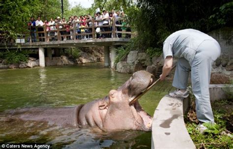 Open Wide Hilarious Pictures Of Hippo Having His Teeth Brushed Daily
