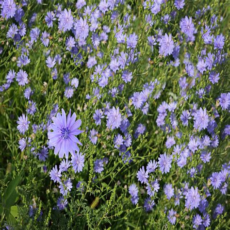 Chicory Wildflower Seed Our Wildflower Ranges Green Tech
