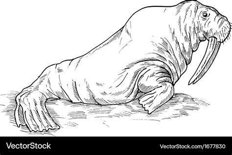 Walrus Drawing Royalty Free Vector Image Vectorstock