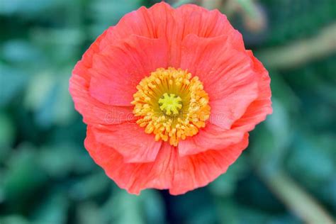 Close Up Of A Red Iceland Poppyscientific Name Papaver Nudicaule