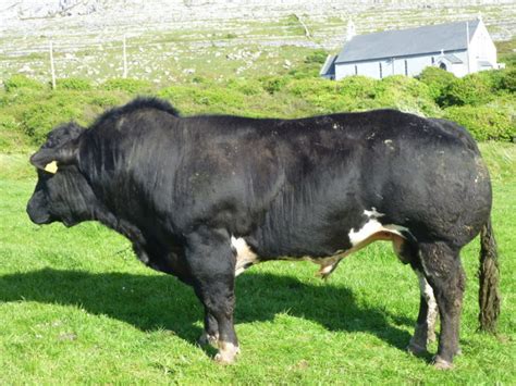 The official home of the vodacom bulls and vodacom blue bulls. Pbr Belgian Blue Bulls For Sale For Sale in Fanore, Clare ...