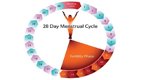 women can get pregnant during menstruation gynaecologists
